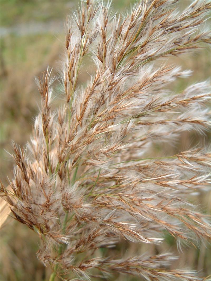 Phragmites australis (door Adrie van Heerden)