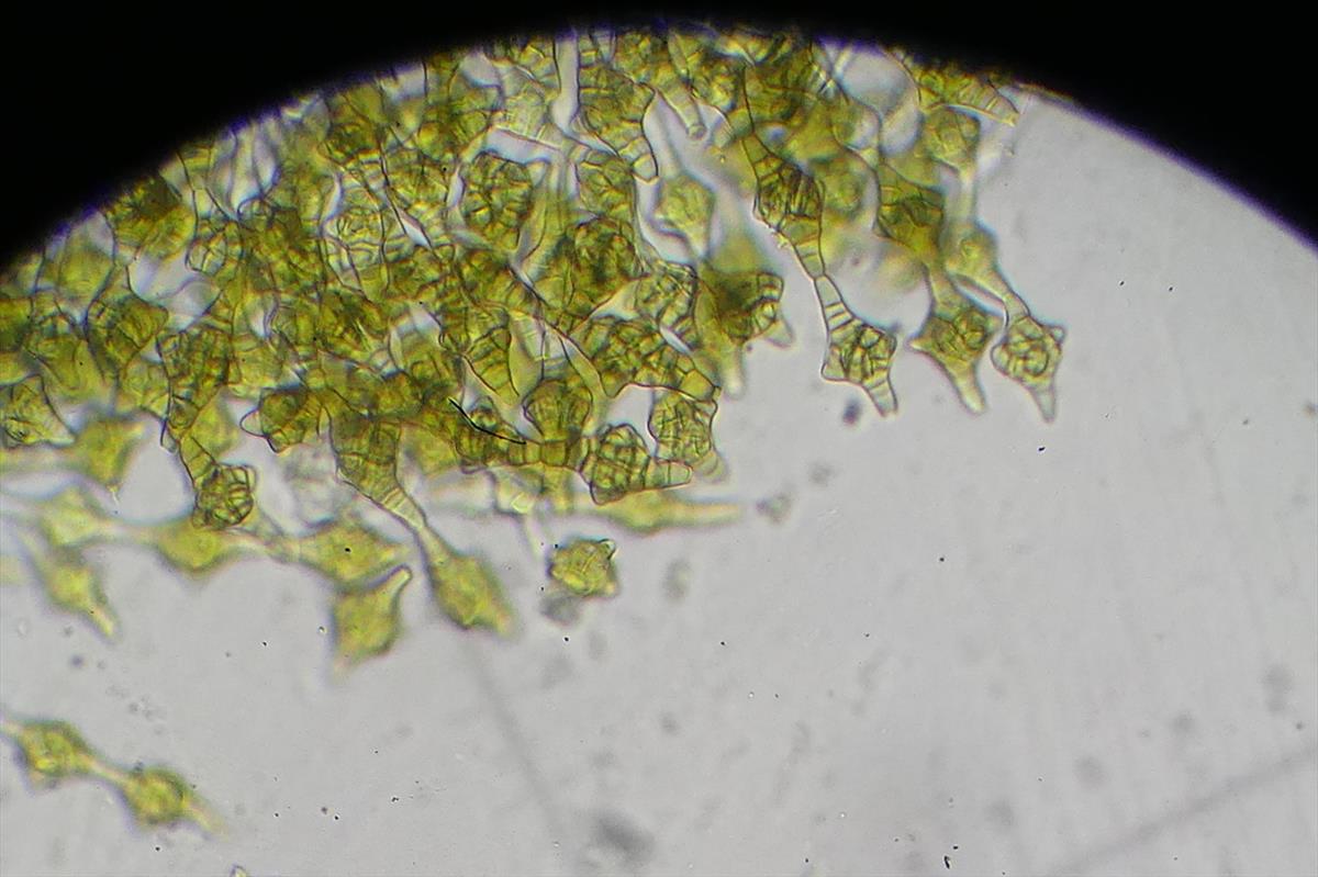 Phragmotrichum chailletii (door Frans Ozinga)