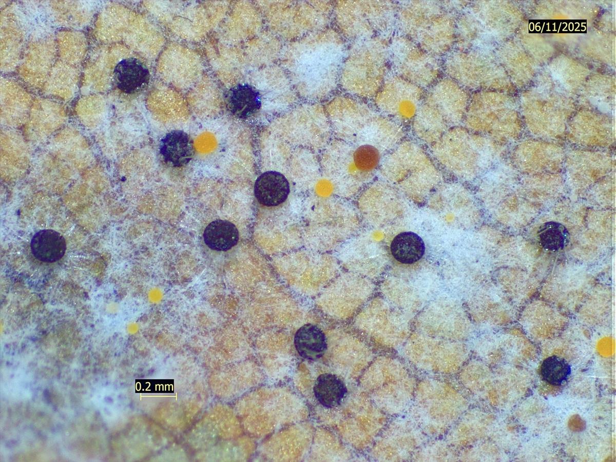 Phyllactinia orbicularis (door Eduard Osieck)