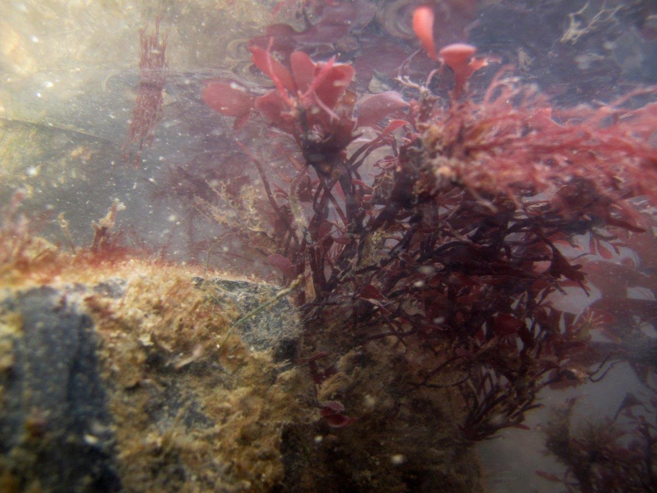 Phyllophora pseudoceranoides (door Mart Karremans)