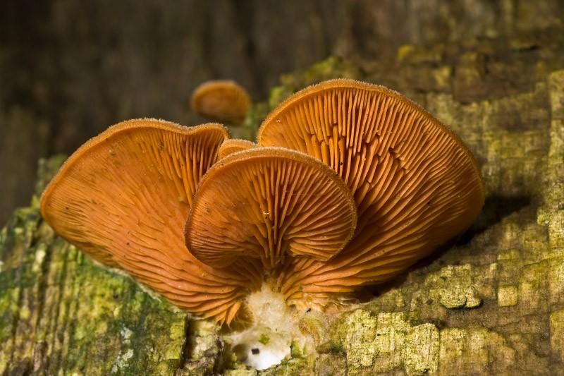 Phyllotopsis nidulans (door Gerben Winkel)