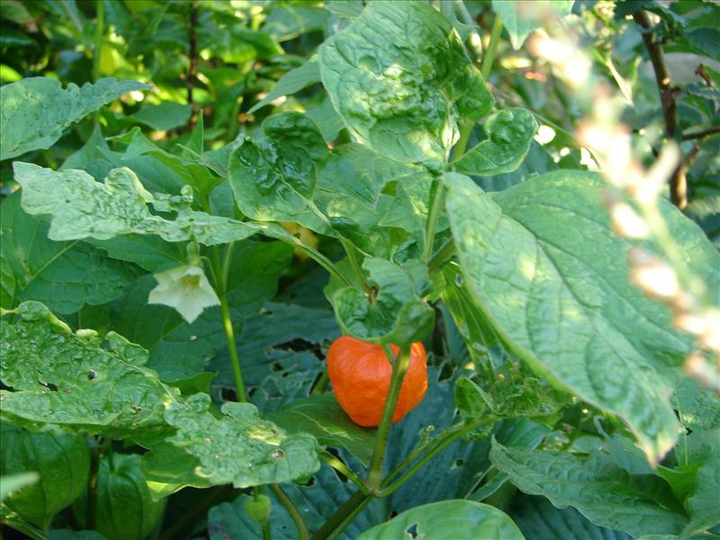 Alkekengi officinarum (door Adrie van Heerden)