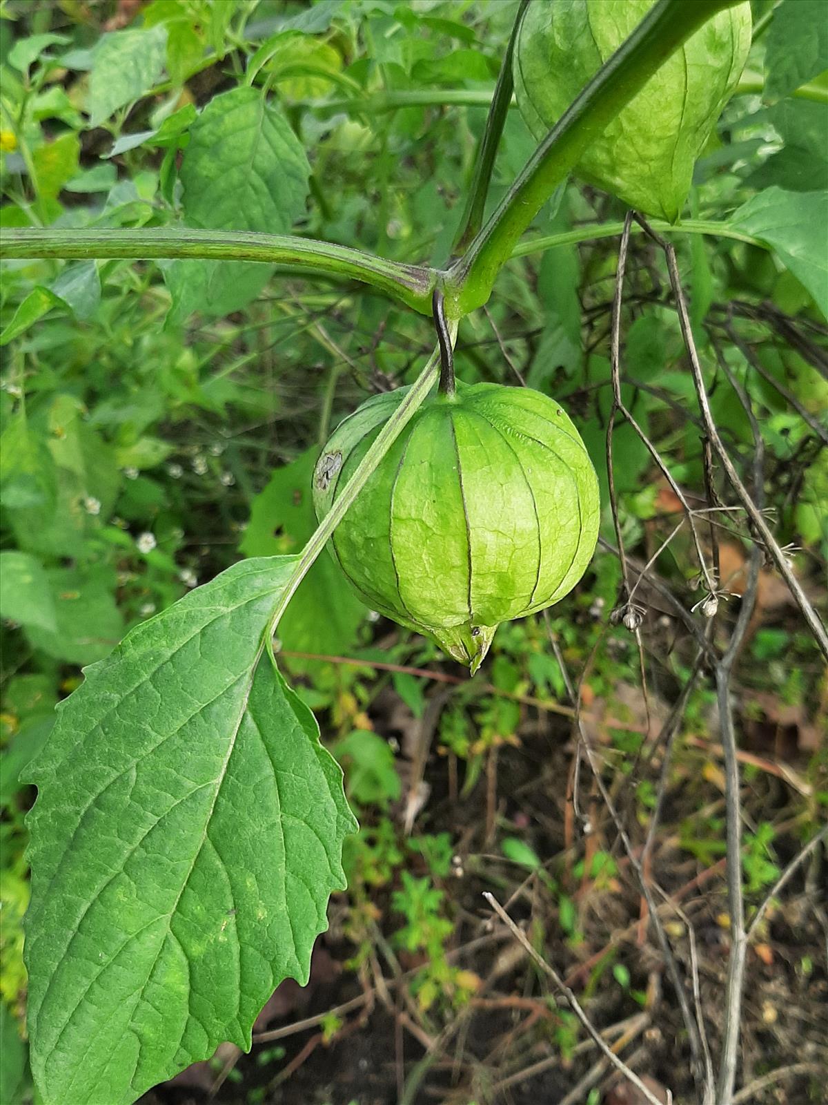 Physalis ixocarpa (door Ruud Beringen)