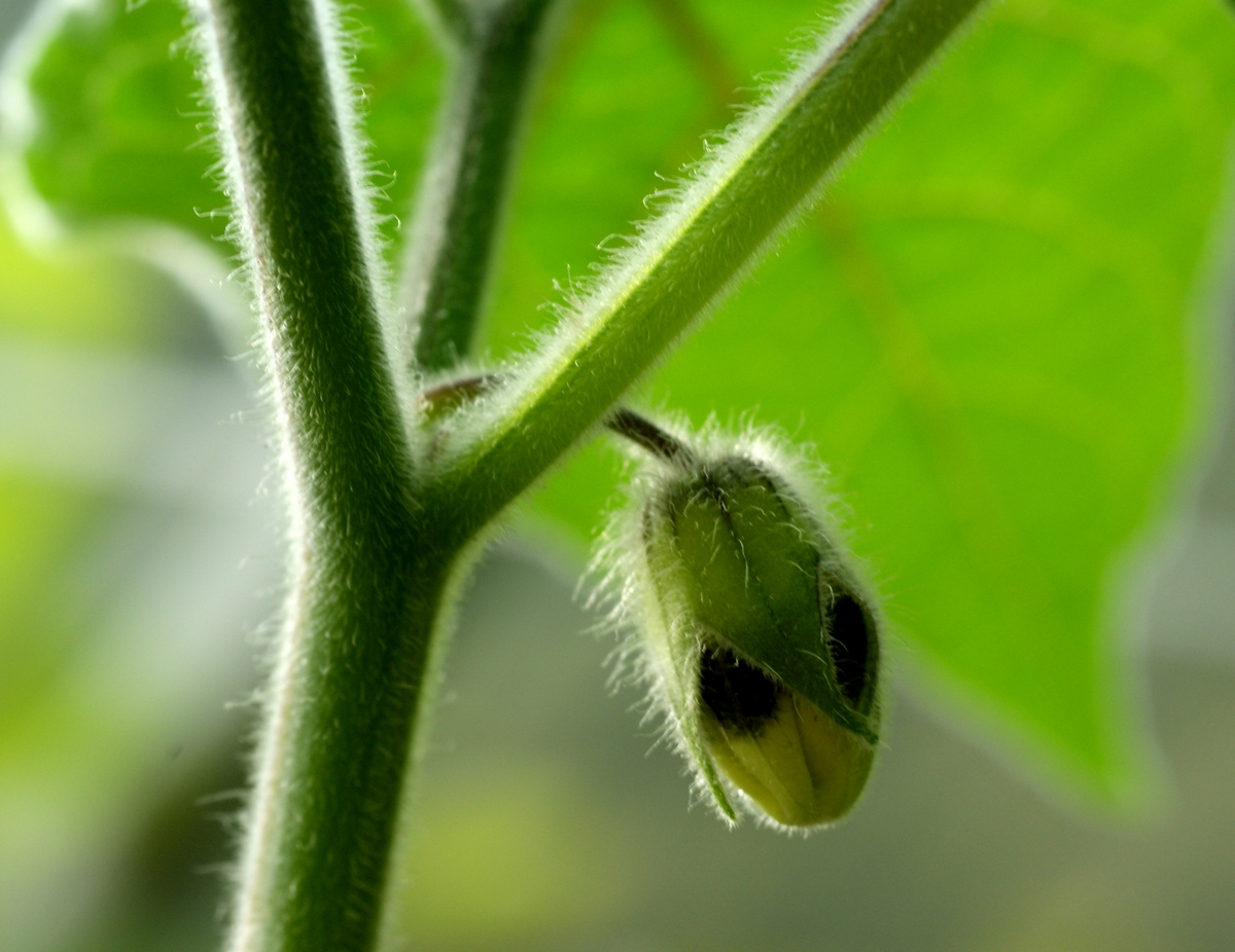 Physalis peruviana (door Joke Schaminée-Sluis)