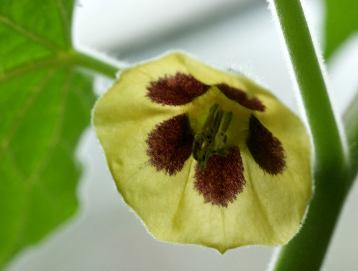 Physalis peruviana (door Joke Schaminée-Sluis)