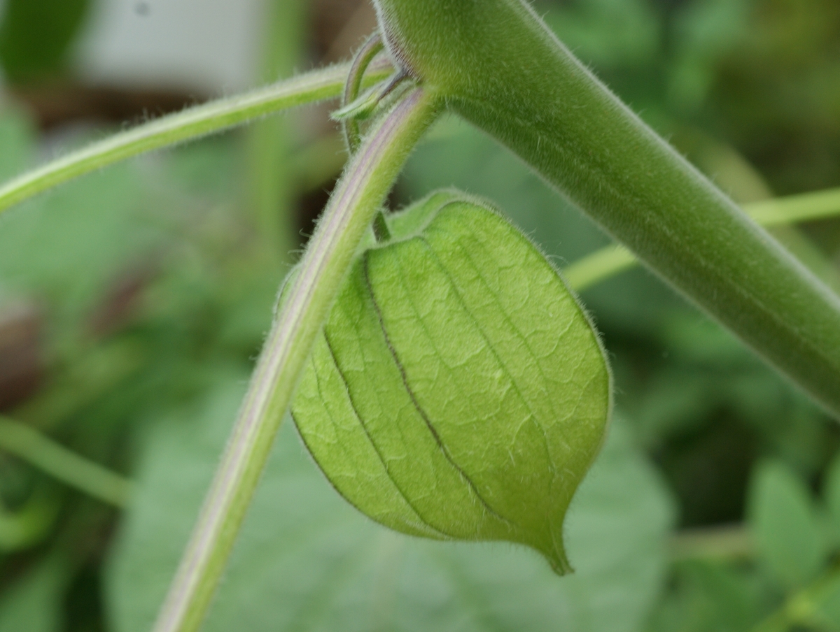 Physalis peruviana (door Joke Schaminée-Sluis)