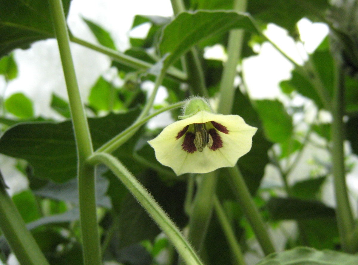 Physalis peruviana (door Joke Schaminée-Sluis)