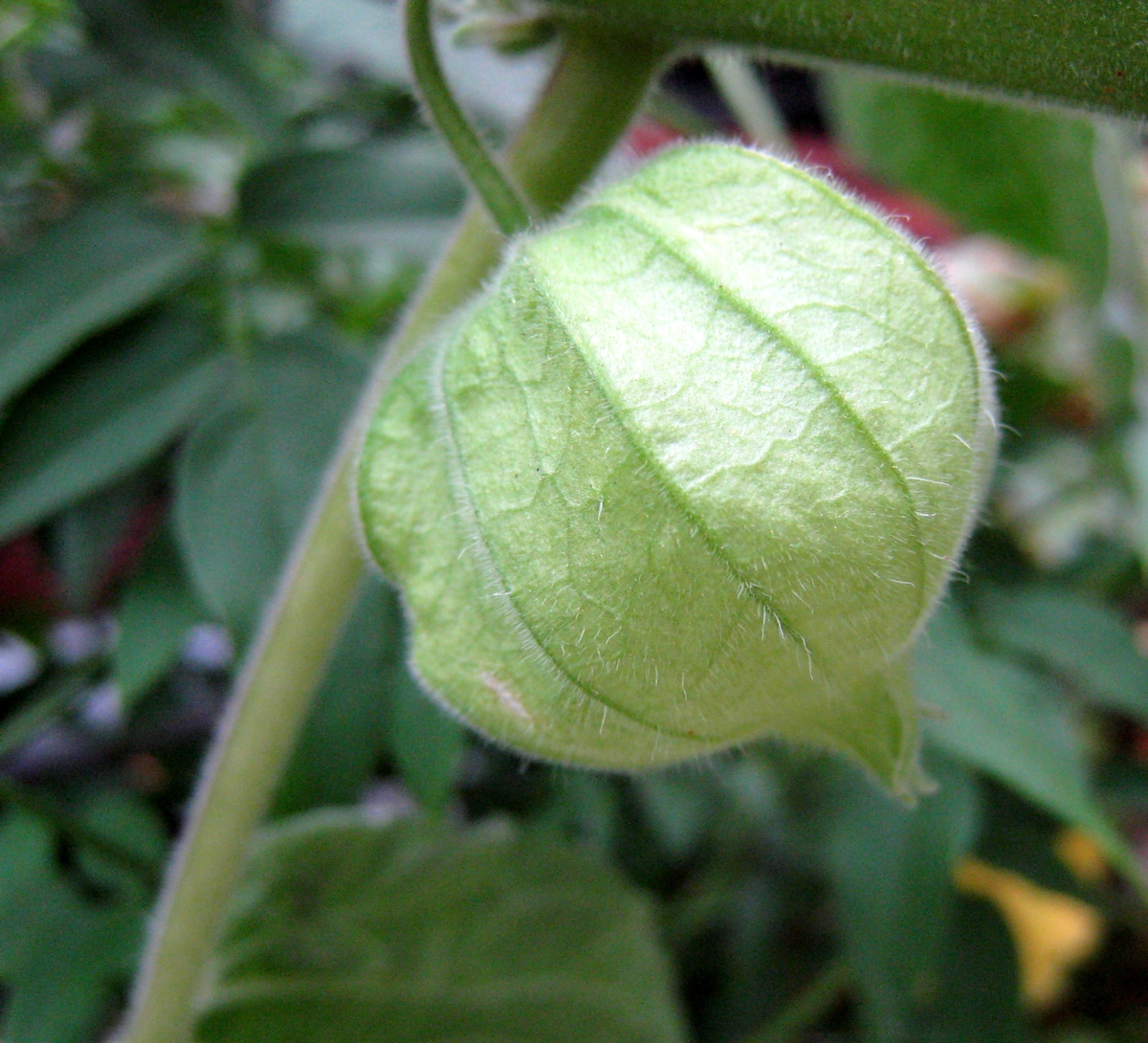 Physalis peruviana (door Joke Schaminée-Sluis)