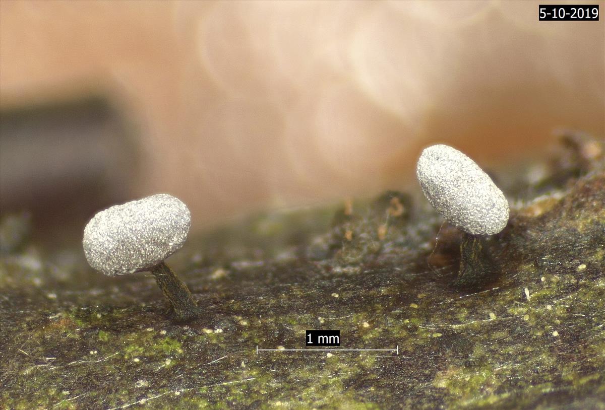 Physarum compressum (door Eduard Osieck)