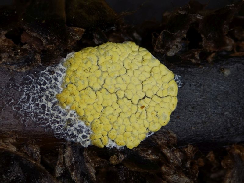 Physarum conglomeratum (door Marian Jagers)