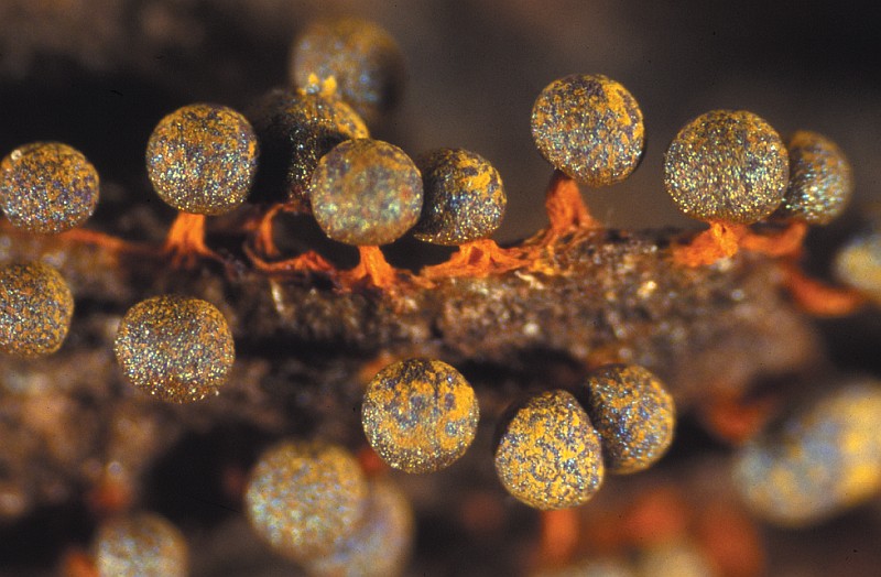 Physarum psittacinum (door Lenie Bakker)