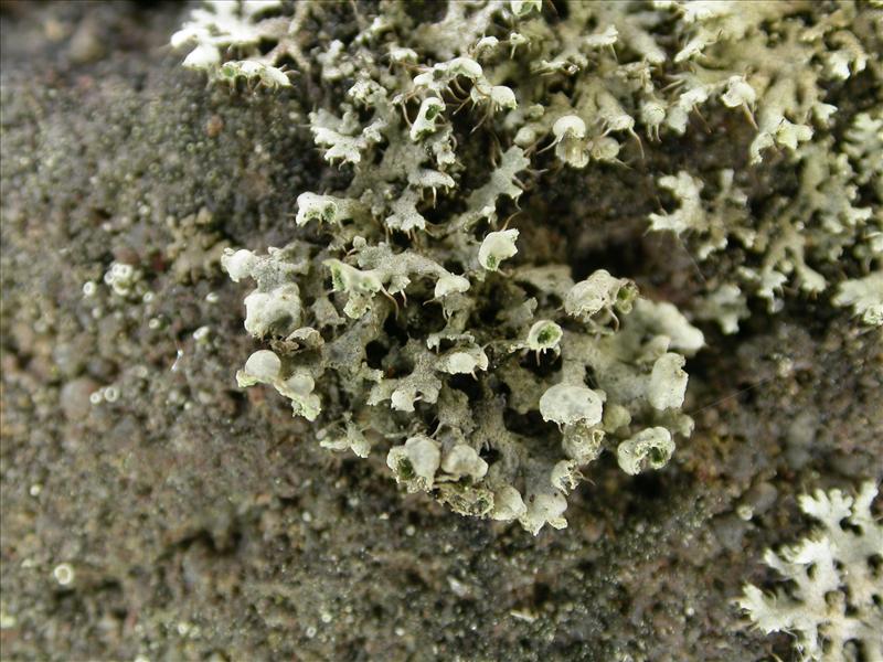 Physcia adscendens (door Laurens Sparrius)