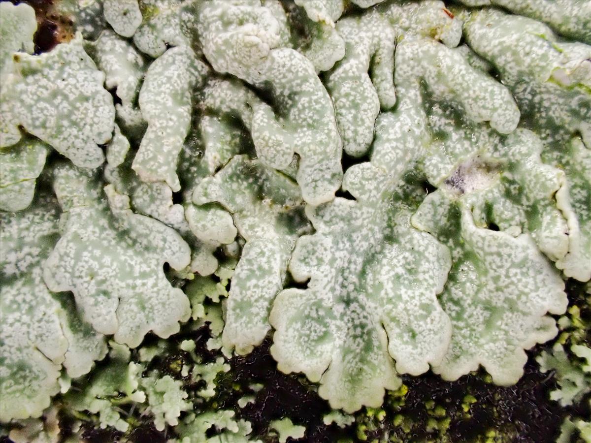 Physcia aipolia (door Arne van Wingerden)