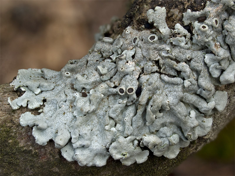 Physcia aipolia (door Bart Horvers)