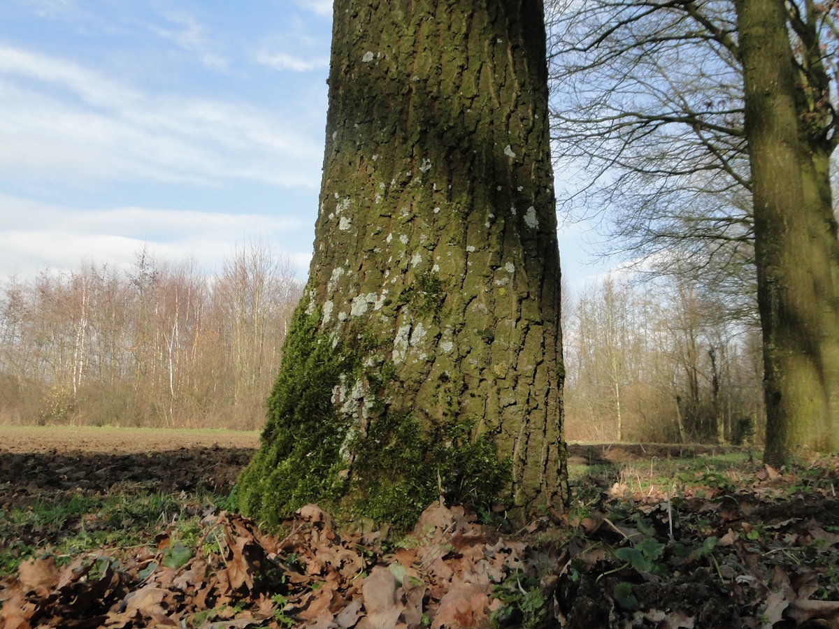 Physcia clementei (door Henk-Jan van der Kolk)