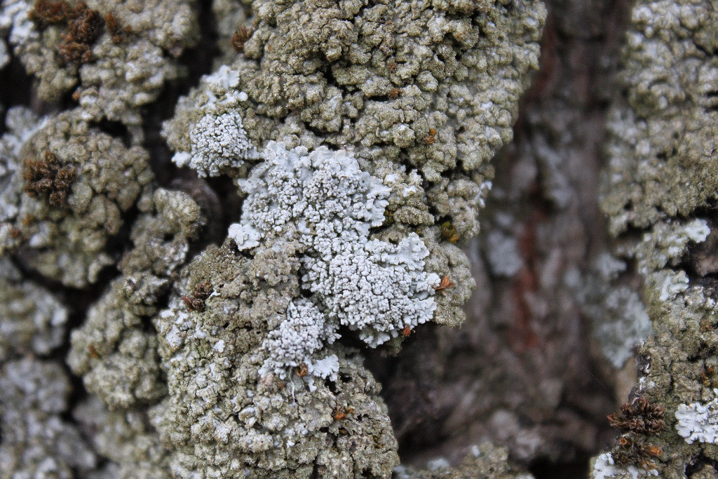 Physcia clementei (door Laurens Sparrius)