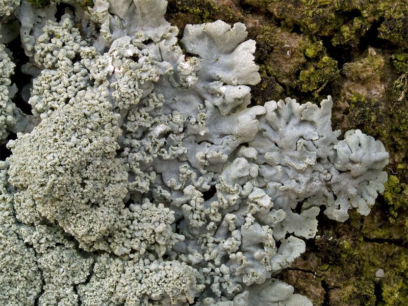 Physcia clementei (door Bart Horvers)