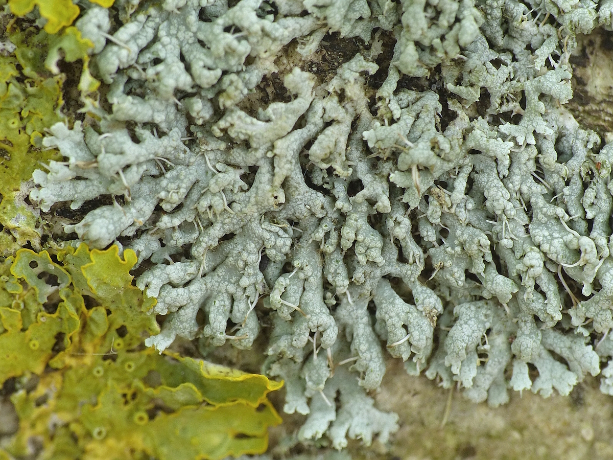 Physcia leptalea (door Henk-Jan van der Kolk)