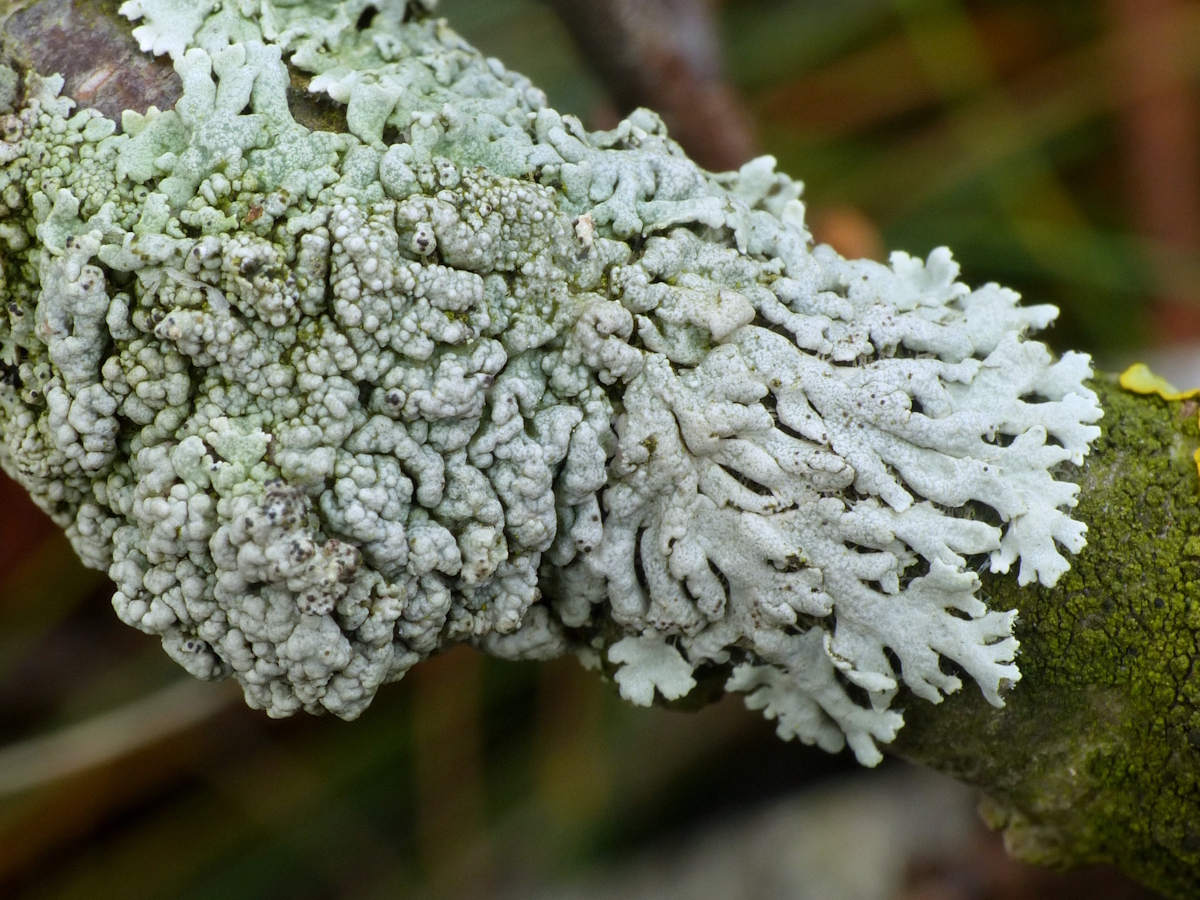 Physcia stellaris (door Henk-Jan van der Kolk)