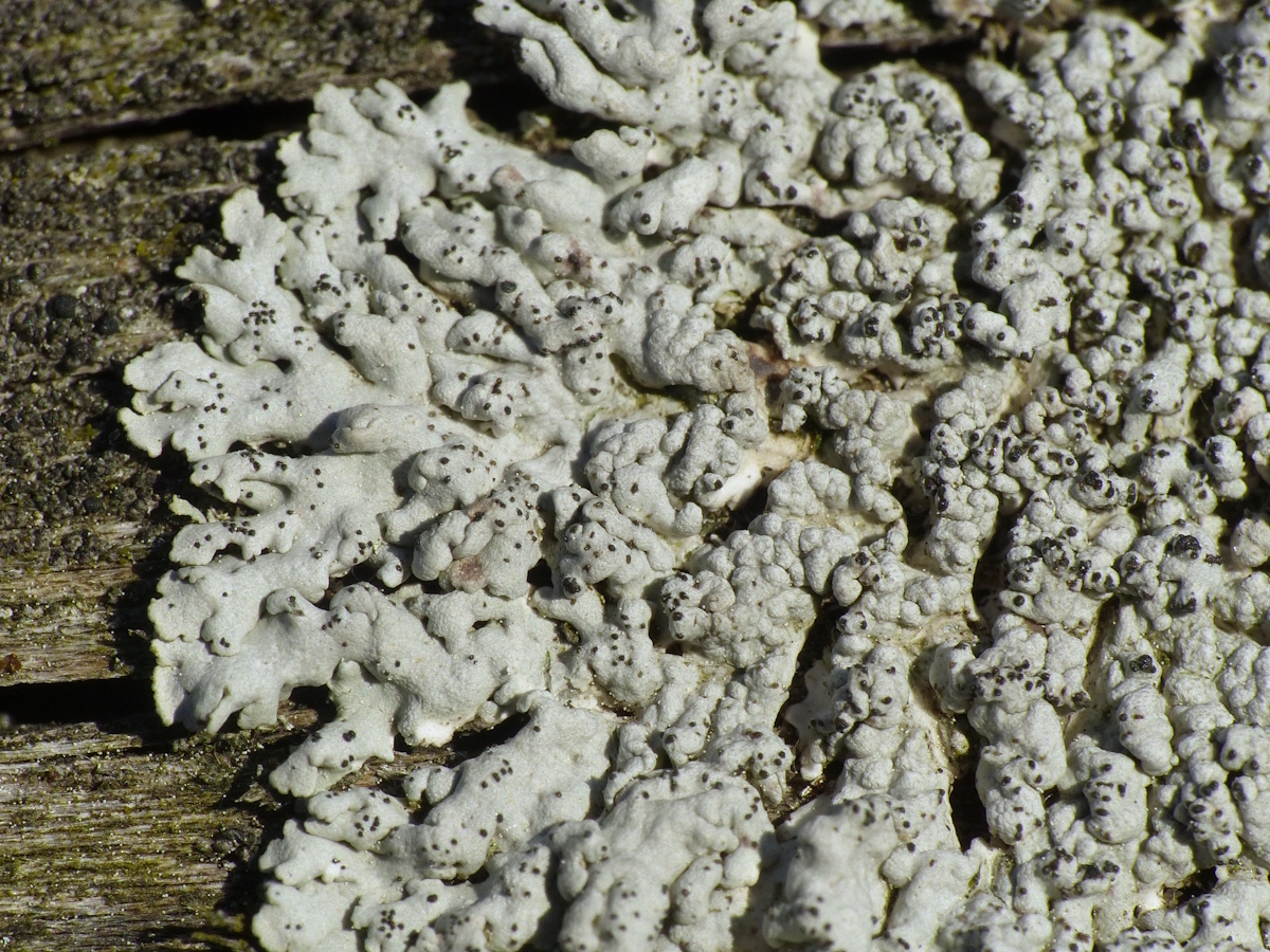 Physcia stellaris (door Henk-Jan van der Kolk)