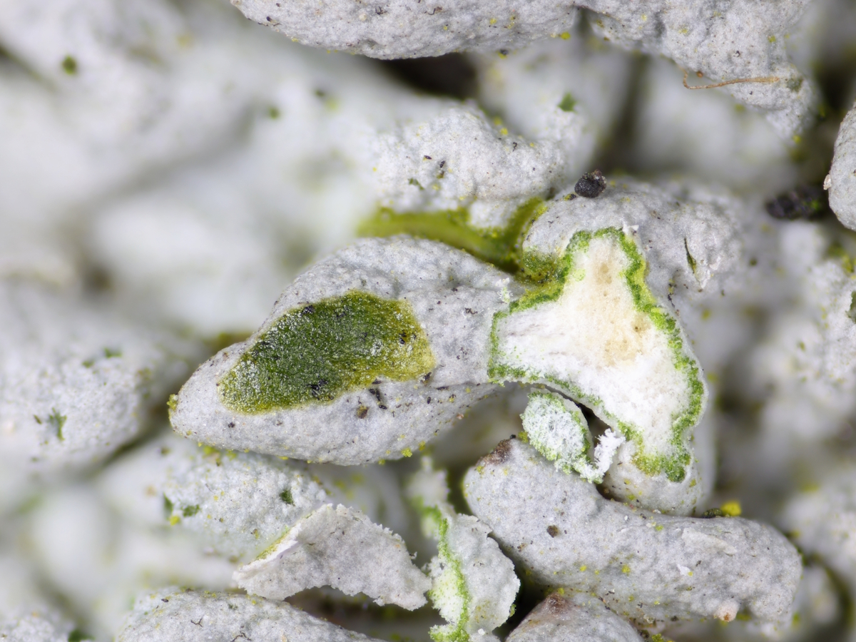 Physcia stellaris (door Henk-Jan van der Kolk)