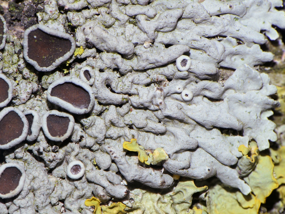 Physcia stellaris (door Henk-Jan van der Kolk)