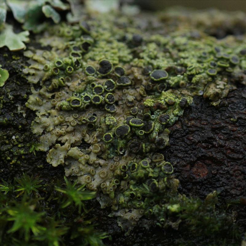 Physcia aipolia (door Maarten Immerzeel)