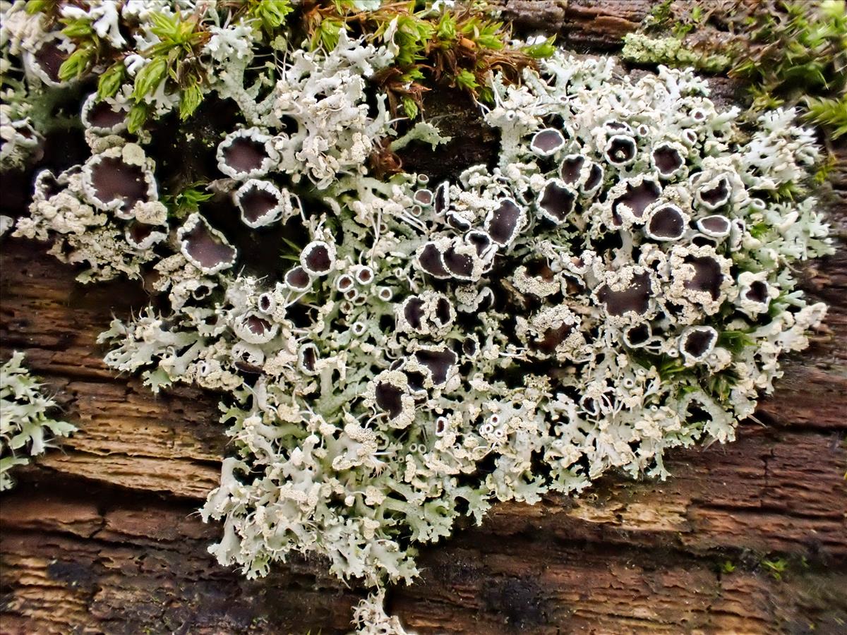 Physcia tenella (door Arne van Wingerden)