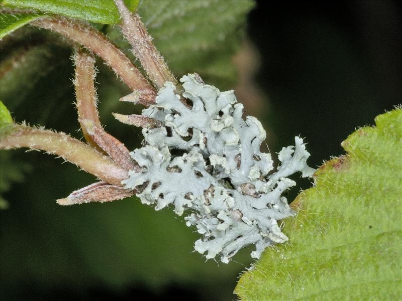 Physcia tenella (door Ab H. Baas)