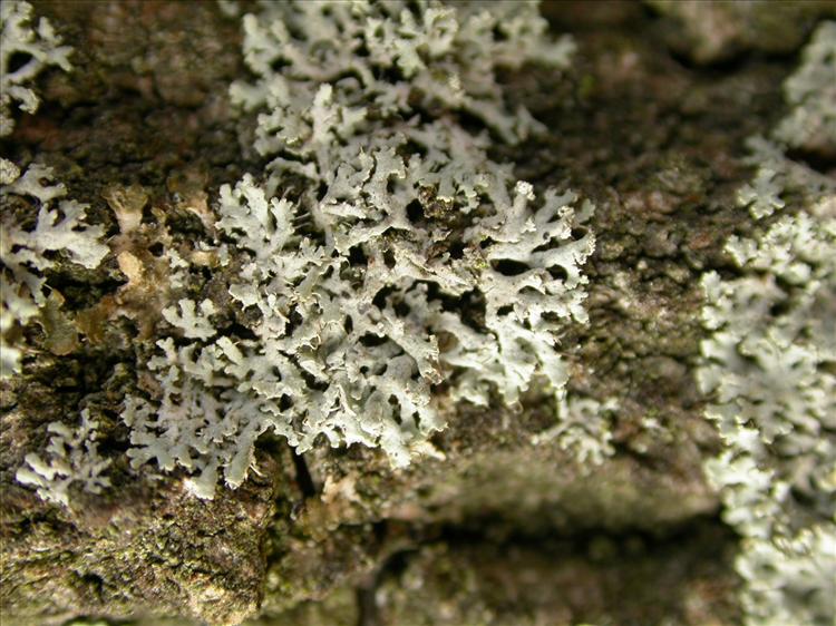 Physcia tenella (door Laurens Sparrius)