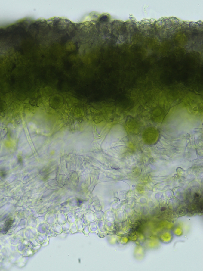 Physcia tribacia (door Henk-Jan van der Kolk)