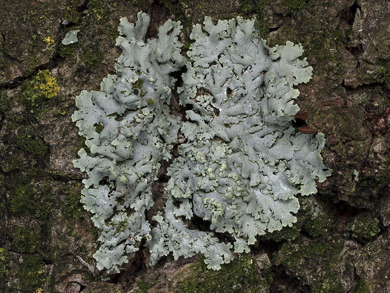 Physcia tribacioides (door Bart Horvers)