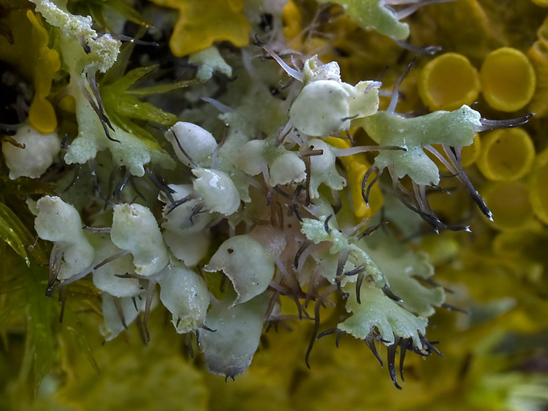 Physcia adscendens (door Bart Horvers)