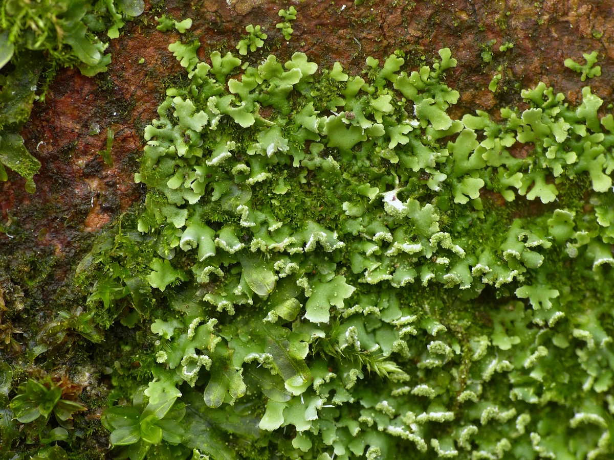Physciella chloantha (door Henk-Jan van der Kolk)