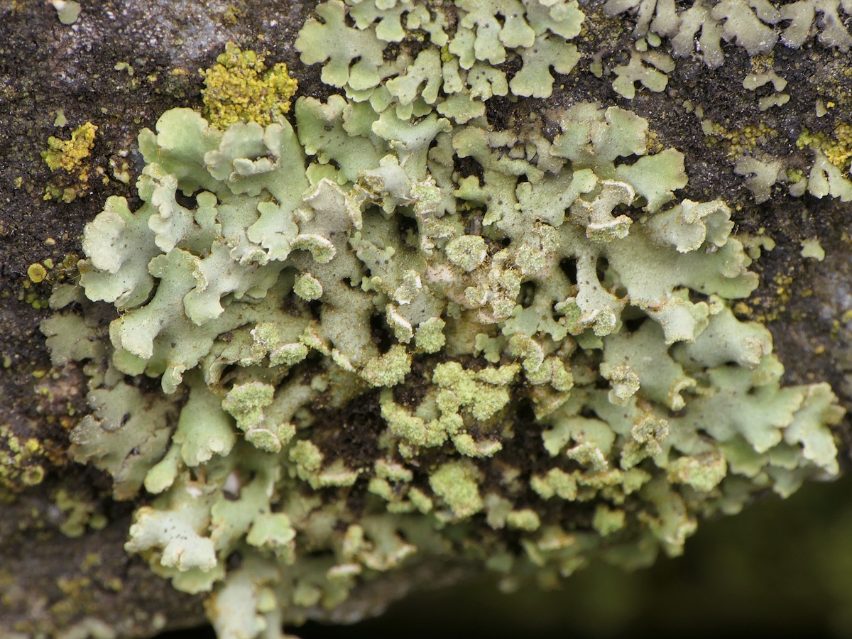 Physciella chloantha (door Henk-Jan van der Kolk)
