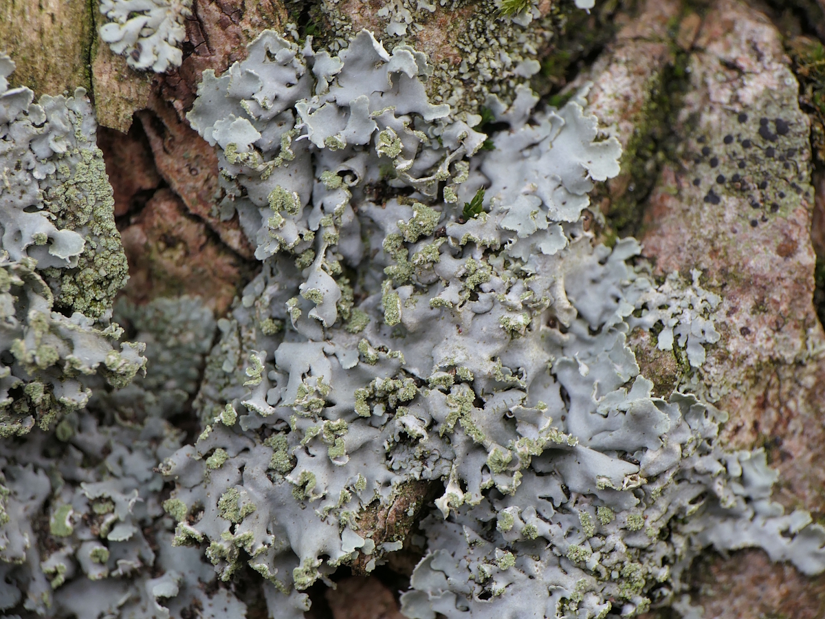 Physciella chloantha (door Henk-Jan van der Kolk)