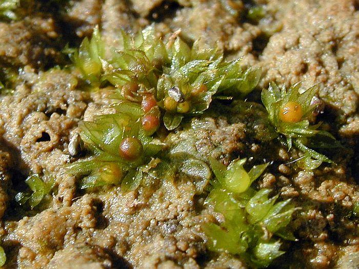 Physcomitrella patens (door Michael Lueth (www.milueth.de))