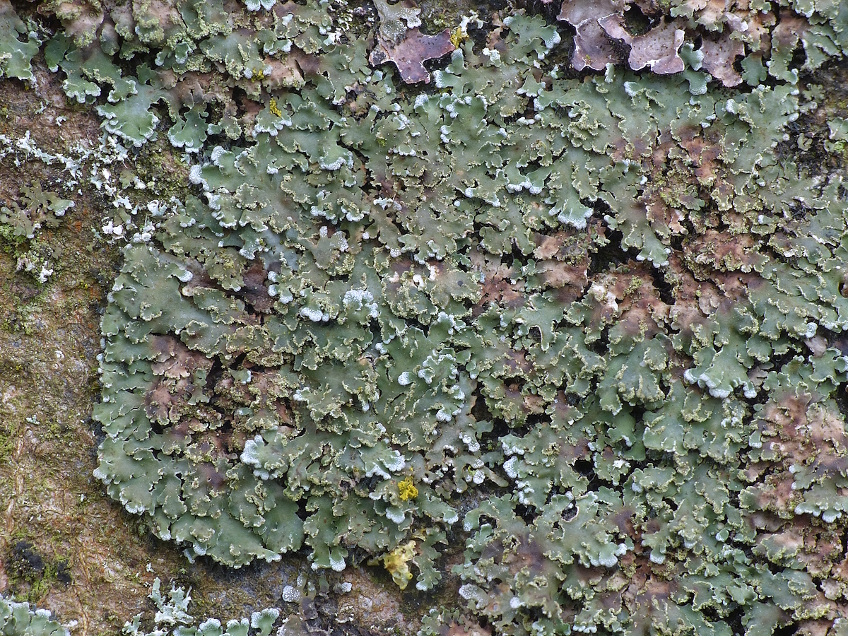 Physconia enteroxantha (door Henk-Jan van der Kolk)