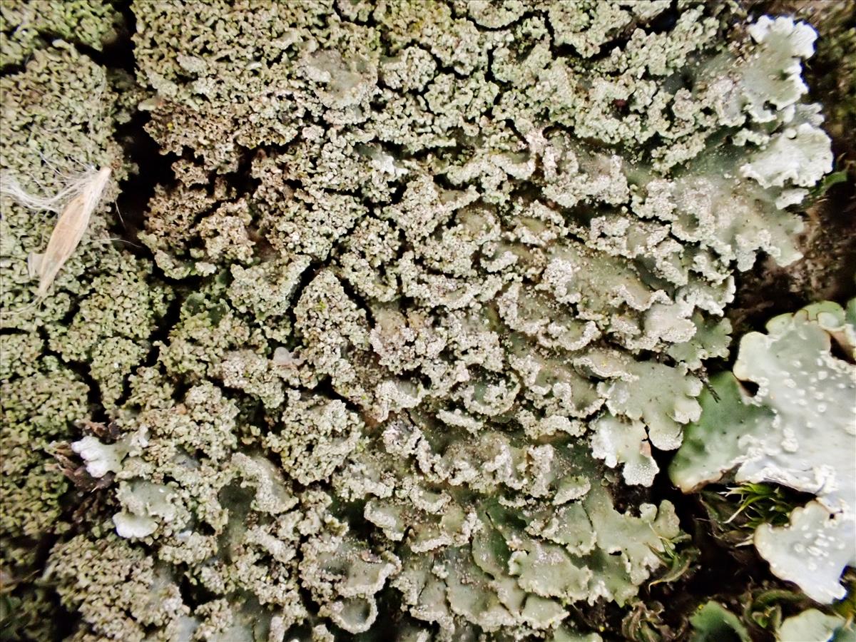 Physconia perisidiosa (door Arne van Wingerden)