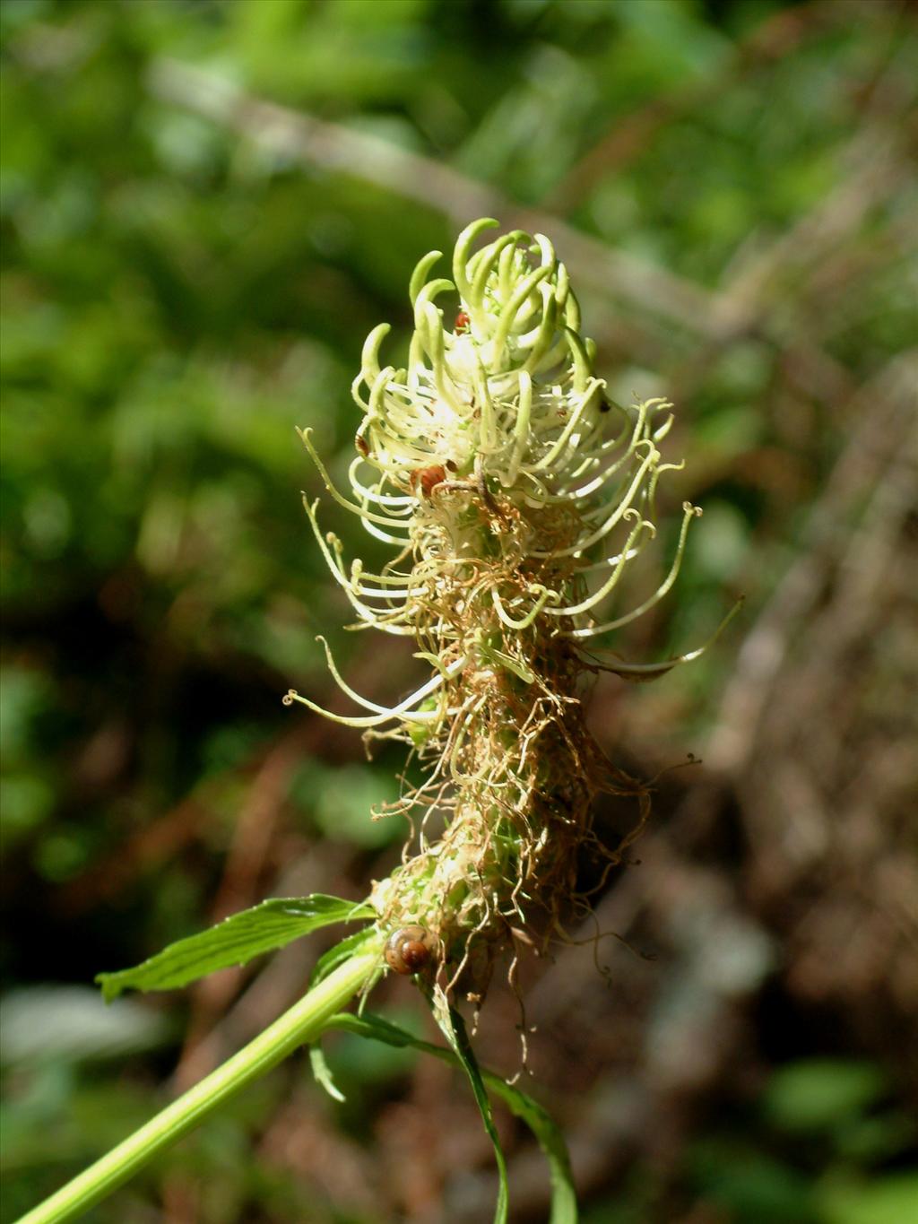 Phyteuma spicatum (door Adrie van Heerden)