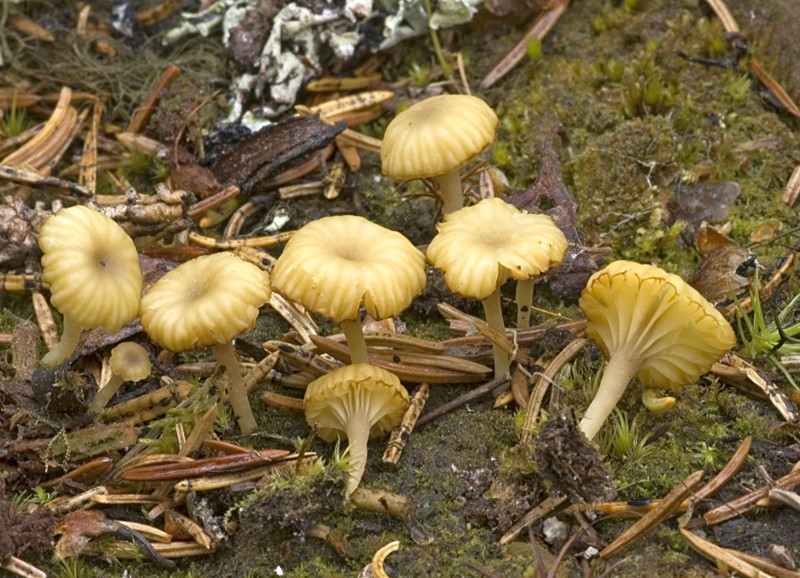 Lichenomphalia umbellifera (door Nico Dam)