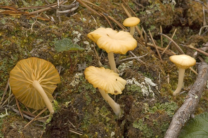 Lichenomphalia hudsoniana (door Nico Dam)