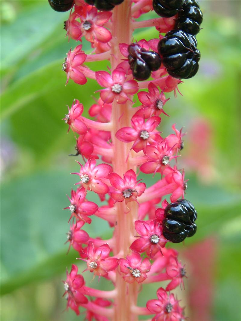 Phytolacca acinosa (door Adrie van Heerden)