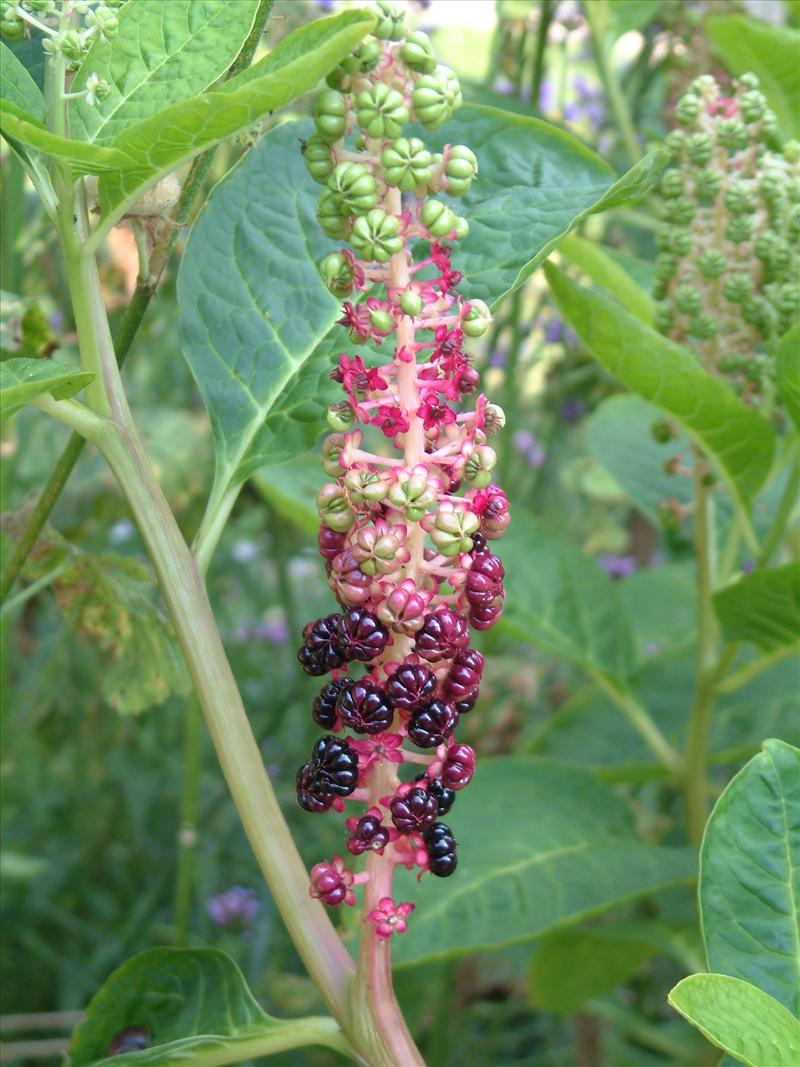 Phytolacca acinosa (door Adrie van Heerden)