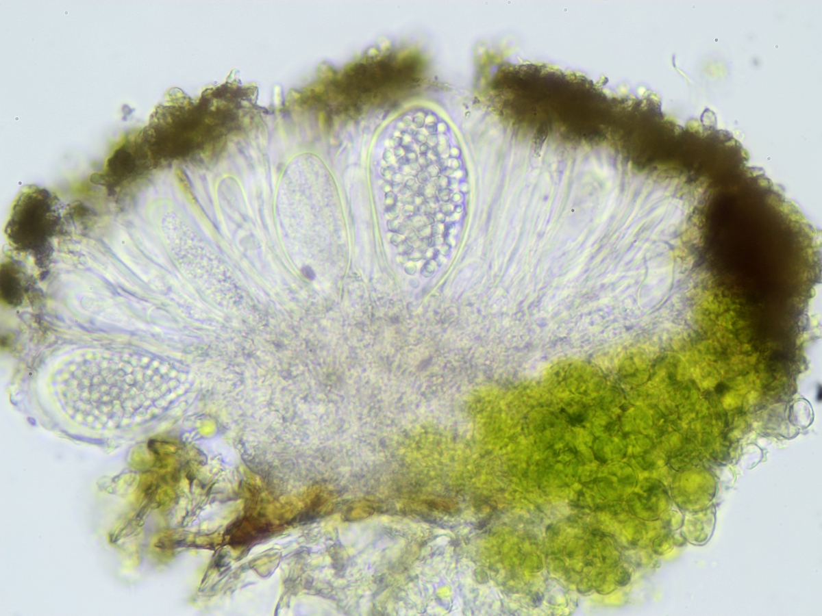 Piccolia ochrophora (door Henk-Jan van der Kolk)
