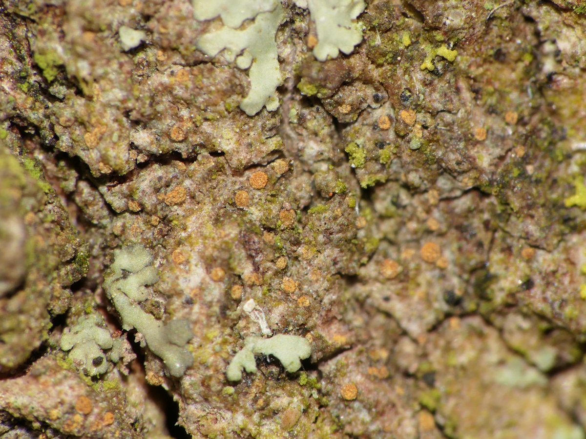 Piccolia ochrophora (door Henk-Jan van der Kolk)
