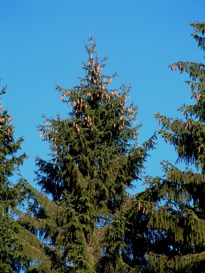 Picea abies (door Adrie van Heerden)