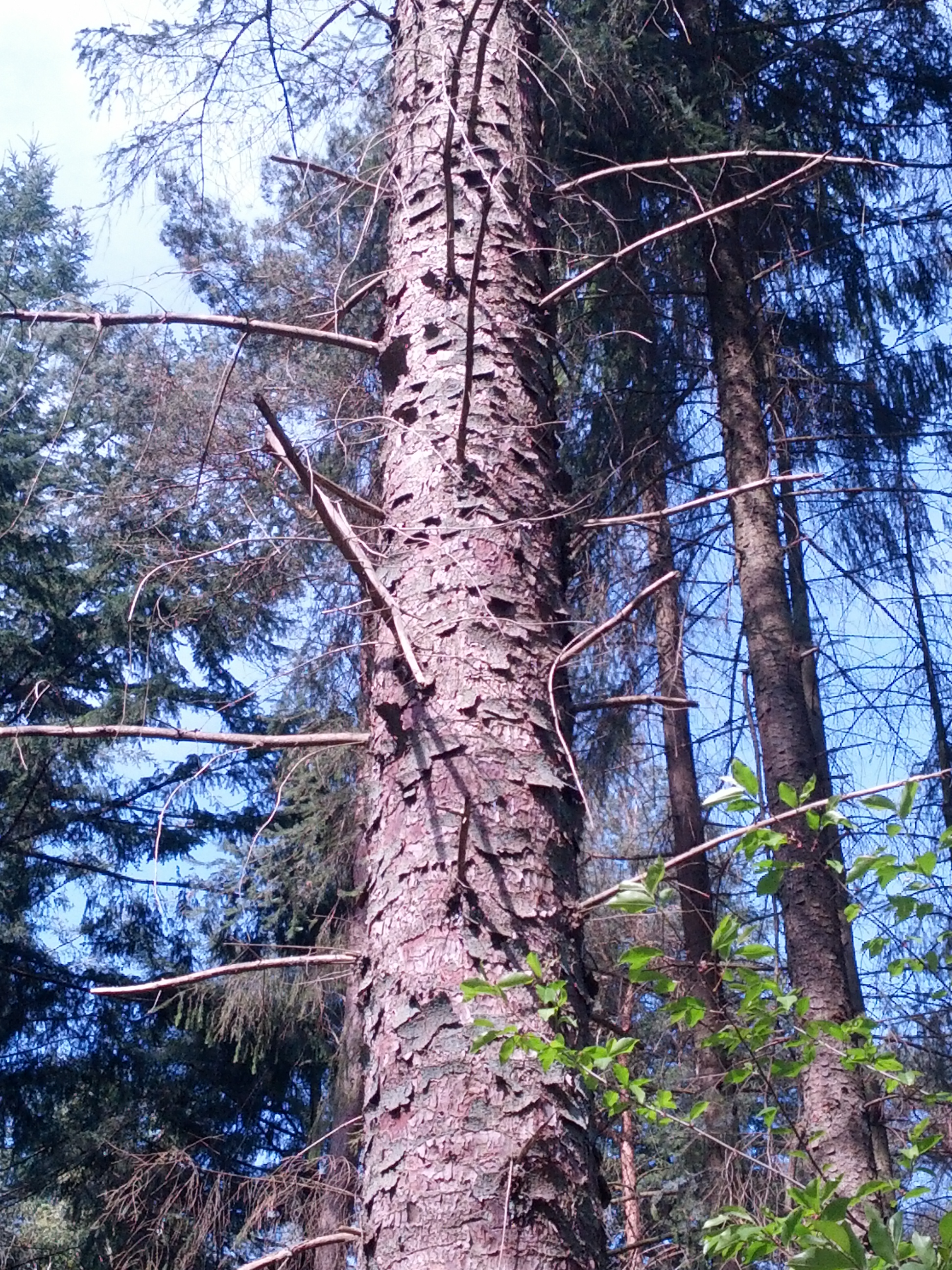 Picea sitchensis (door Ruud Beringen)