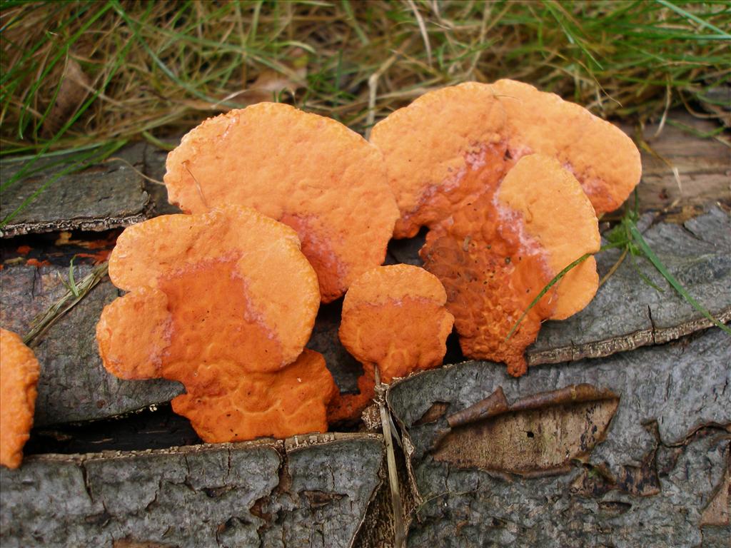 Pycnoporus cinnabarinus (door Piet Bremer )