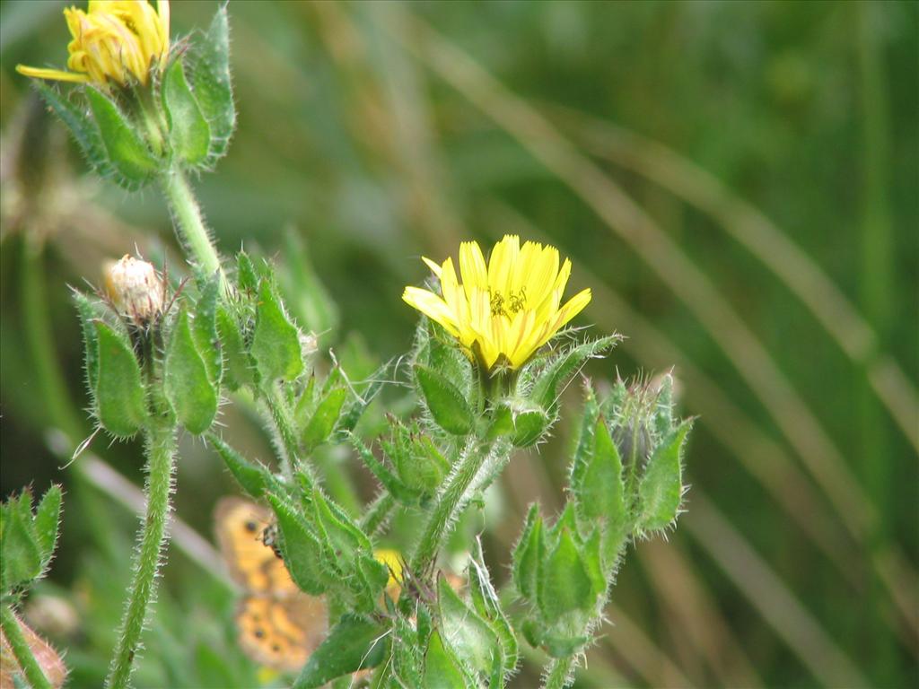 Helminthotheca echioides (door Pieter Stolwijk)